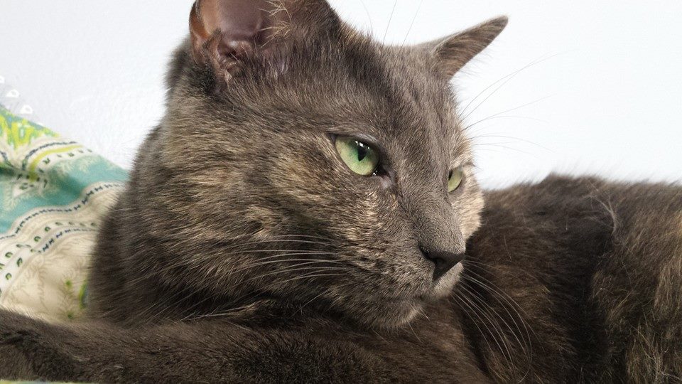 10409725_736530061169_7195926859014230049_n